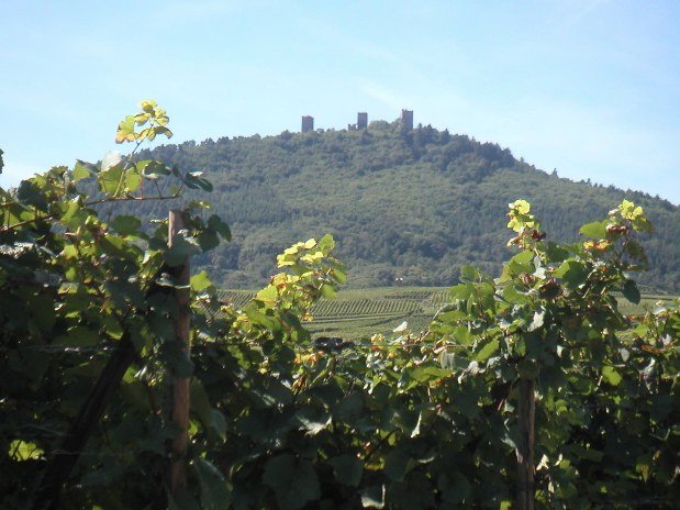 Au-bonheur-apprivoisé-Gîte-Alsace-Eguisheim-route-des-vins-Vue-Trois-Châteaux 