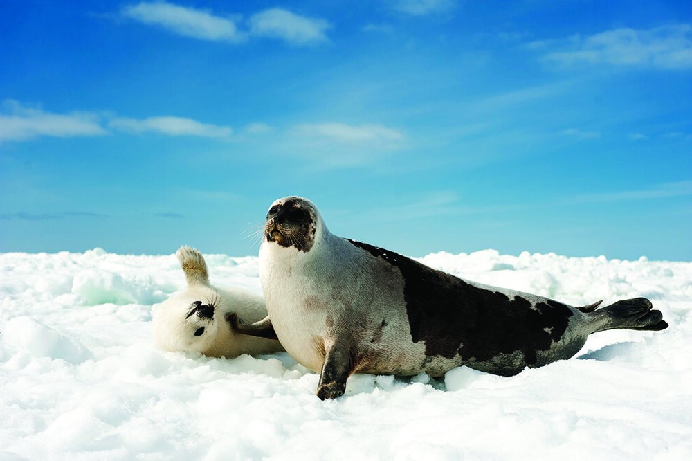 04012+Mother+and+pup+harp+seal+by+J+Hayes+MM8040_110314_00191+DPI+300.