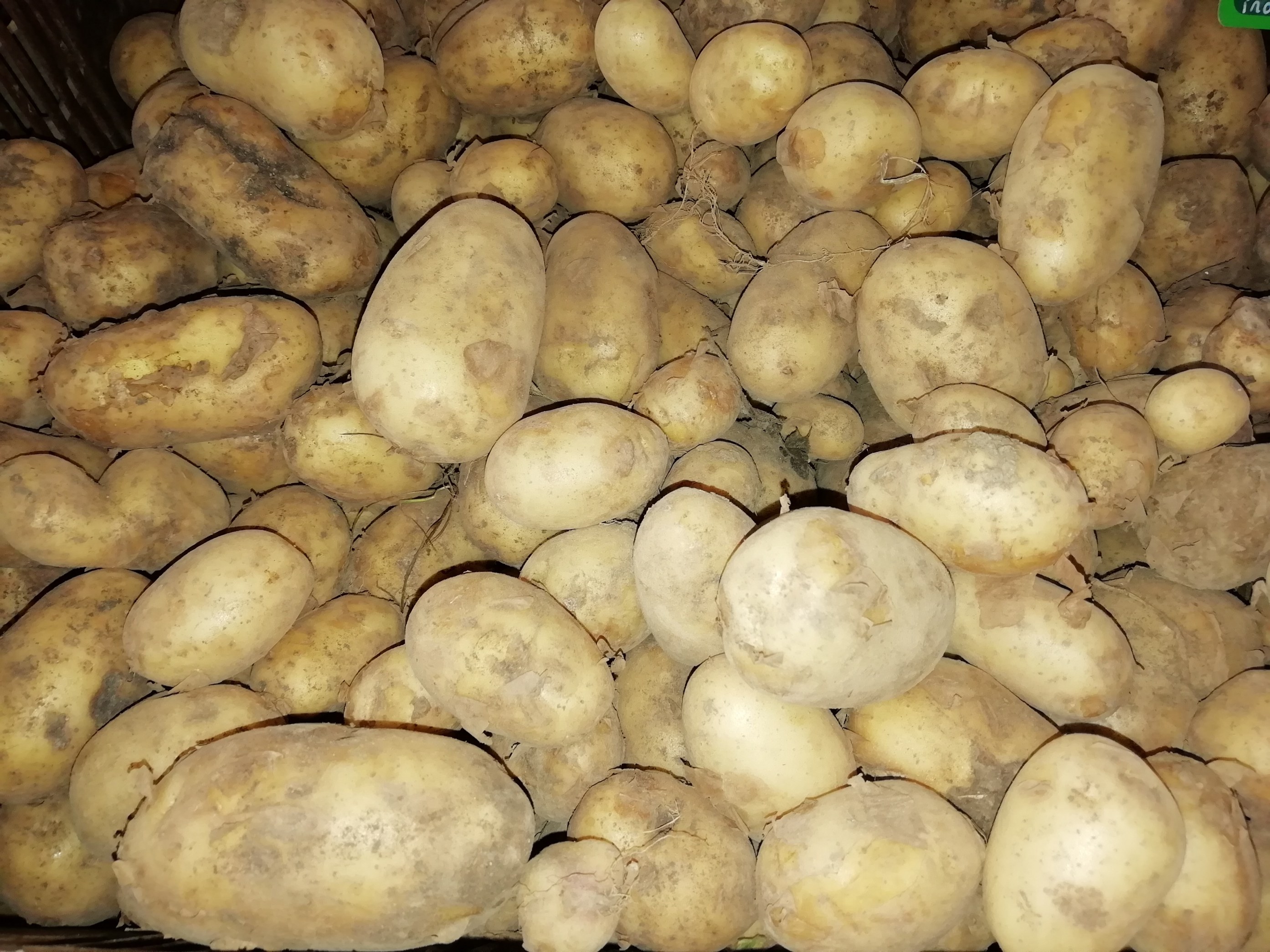 Pommes de terre nouvelle