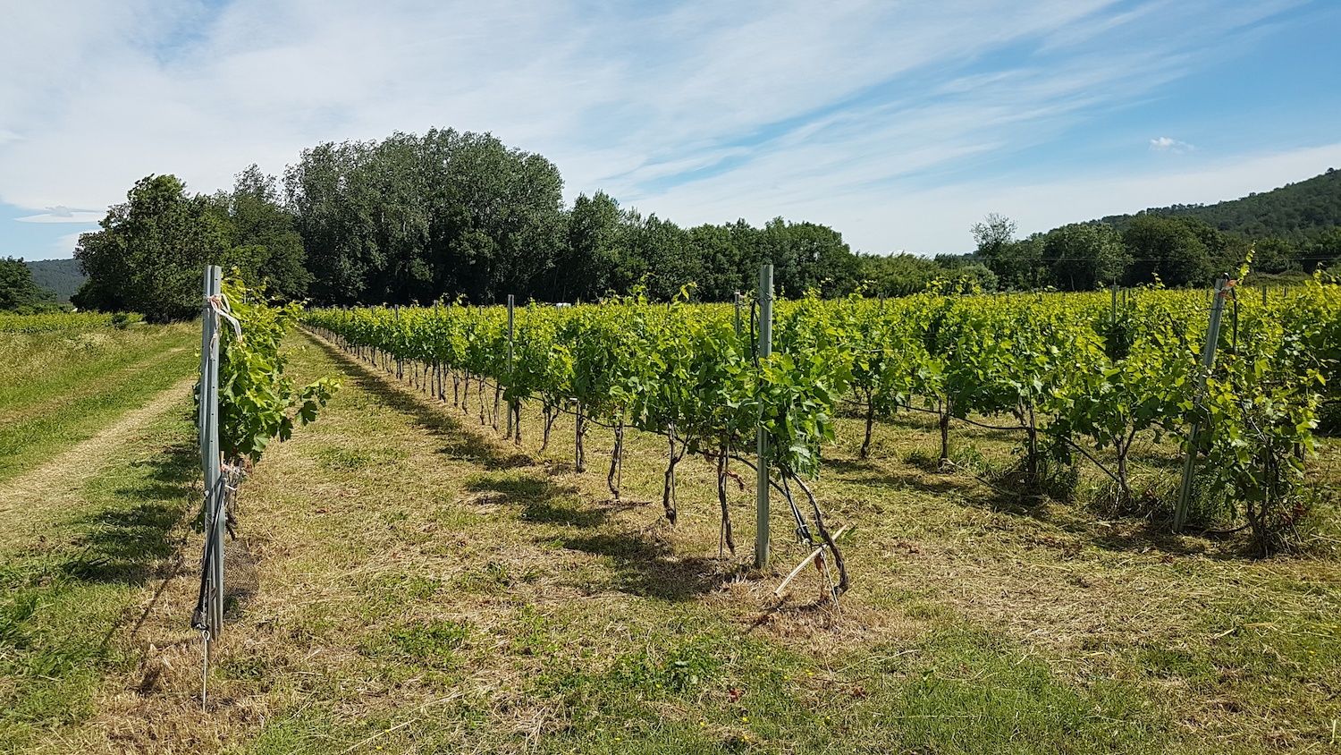 domaine-terre-du-real-producteur-huile-olive-aoc-vin-bio-vallee-sauvebonne-hyeres-paysage-vigne