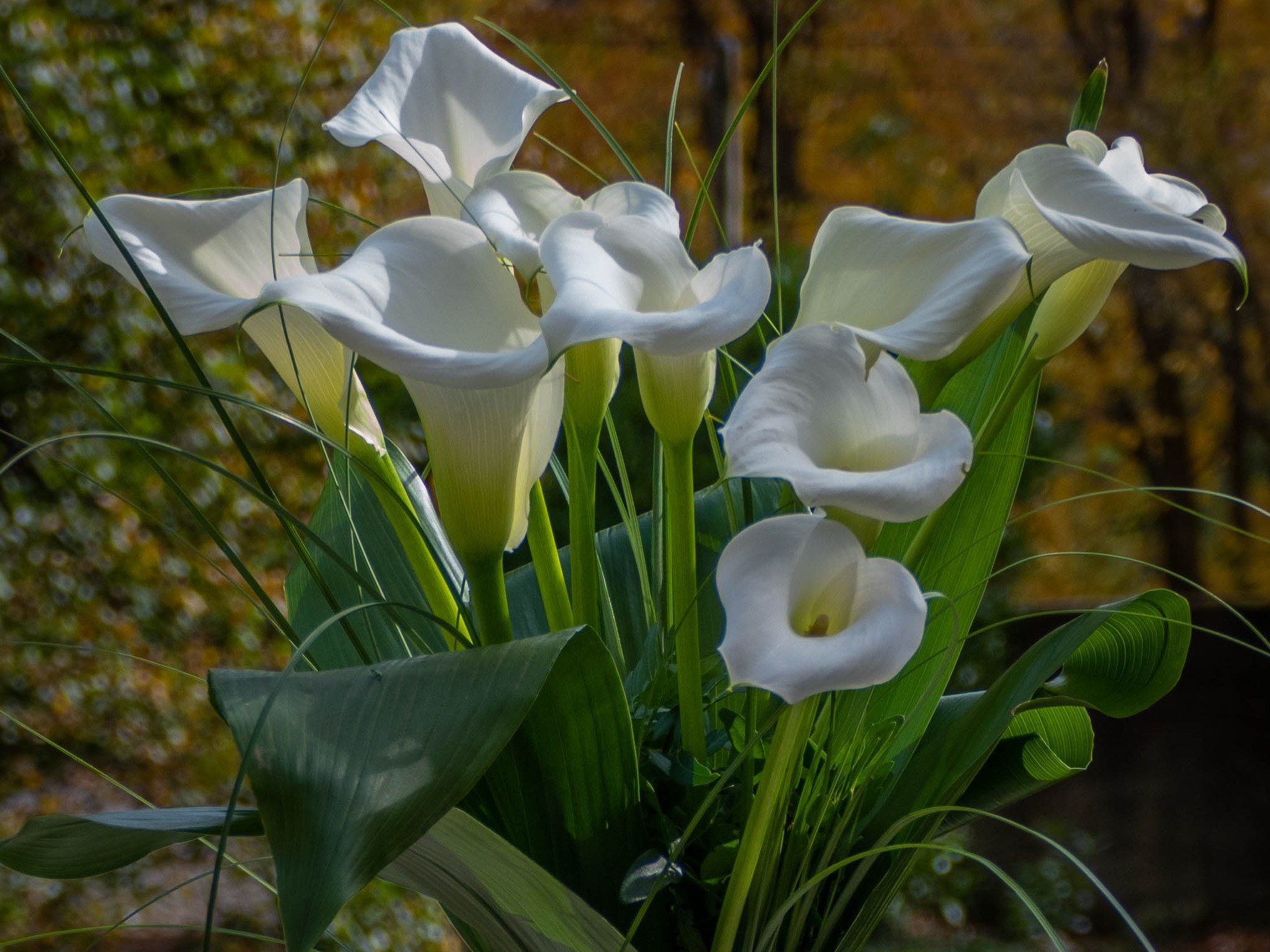 Bouquet de Calla blanc