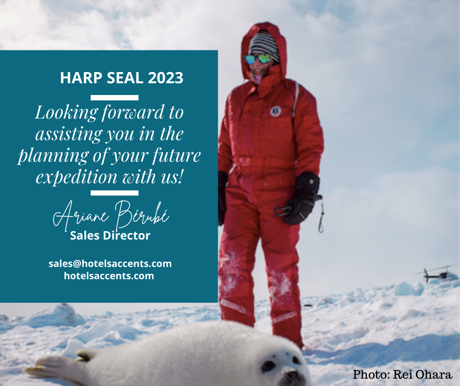 harp-seal-2023-hotels-accents