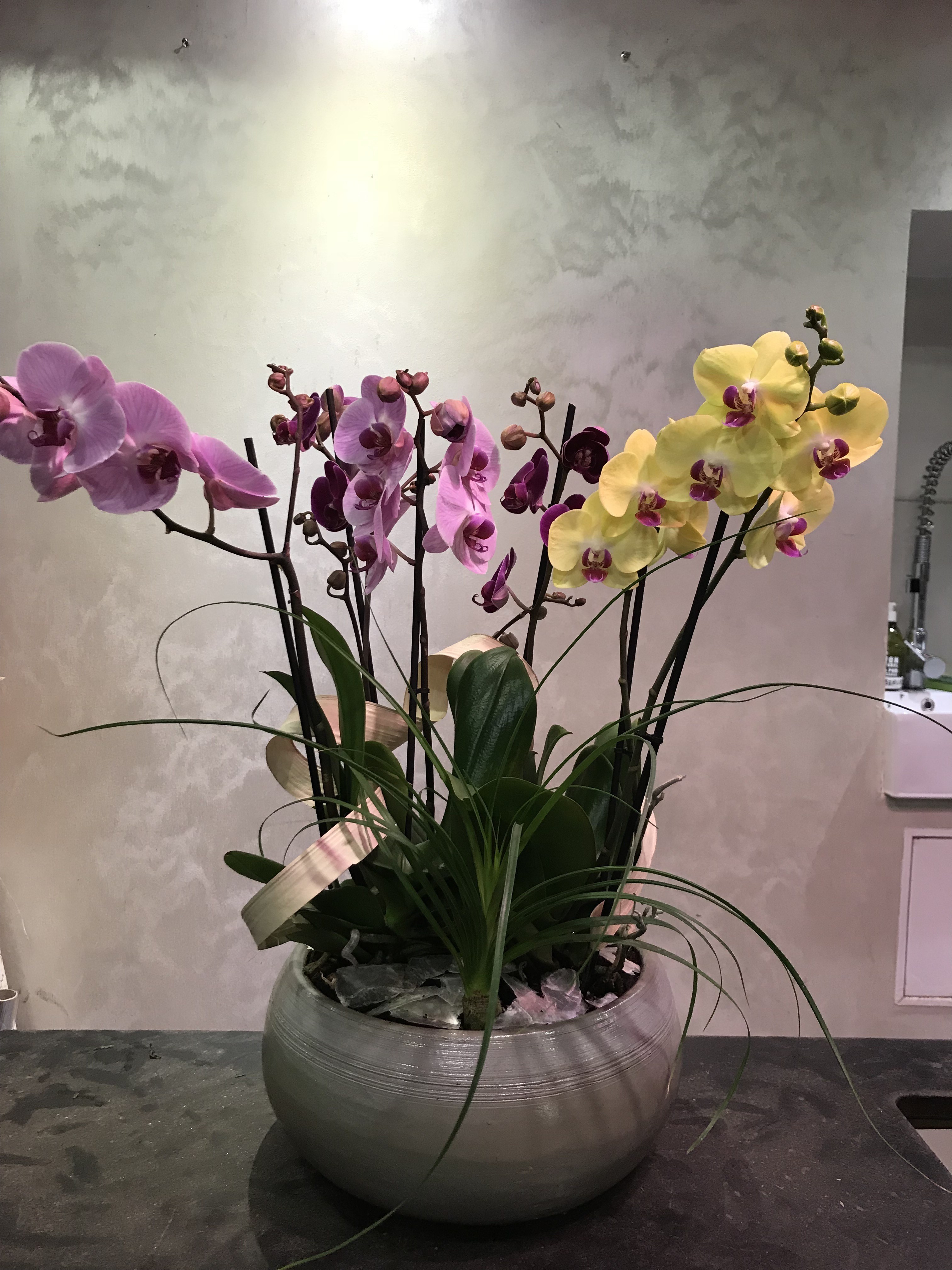 Coupe d'orchidées dans pot céramique- H70cm