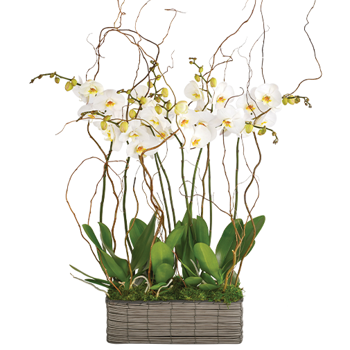 Orchidée "Phalaenopsis " blanc