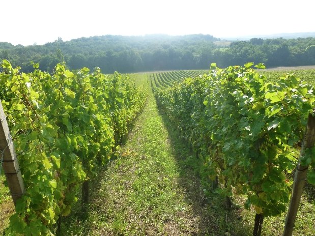 Vignobles de Montdoyen-perigord-dordogne-lot et garonne-maison d'hotes-moulin de labique