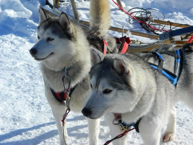 Pourvoirie du lac blanc saint alexis des monts traineau a chiens