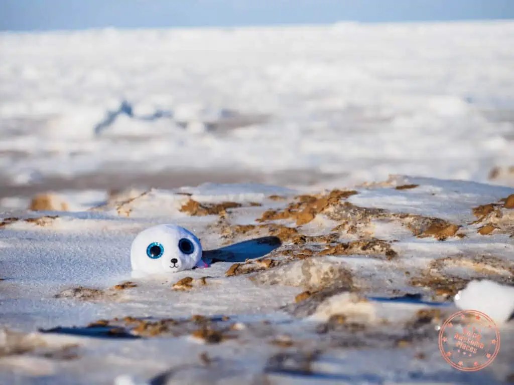 toy-harp-seal-observation-in-the-magdalen-islands-1024x768