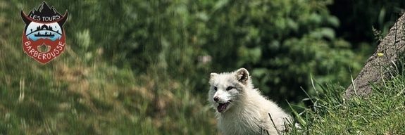 parc-omega-tours-barberousse-montreal-loups