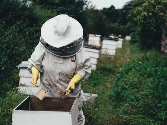 gite-hautvillers-ruche-abeille-apiculteur